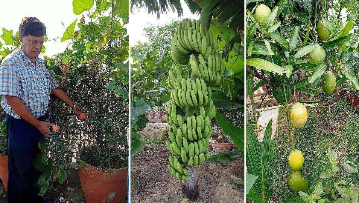 Vijay Rai is growing fruits on his terrace garden in Bihar