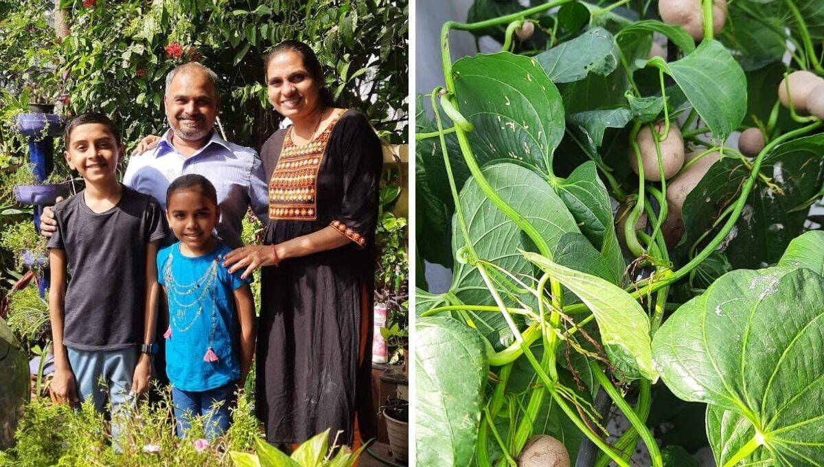 Surat family grows potato plant creeper