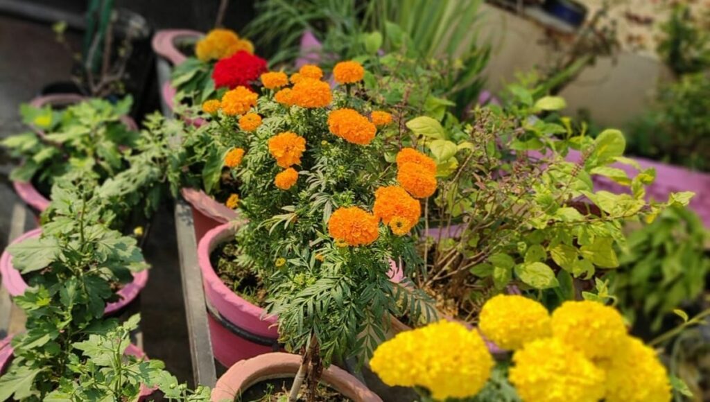 how to grow merigold in winter