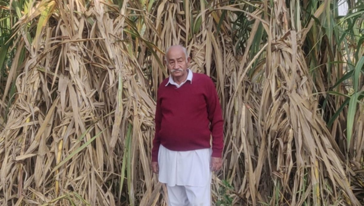 Sugarcane farming By Punjab Farmer