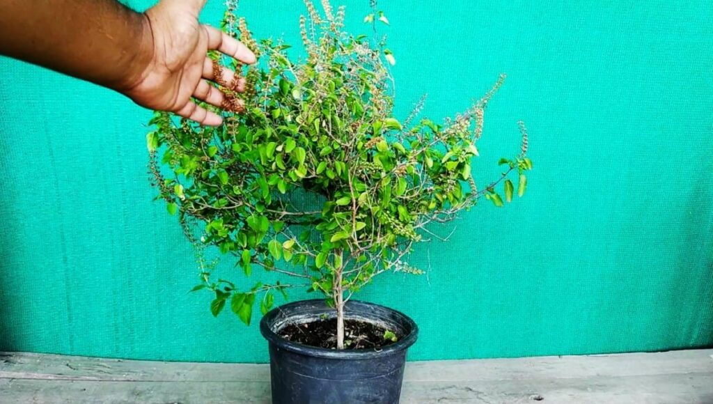 Stress Reliever Plants, Grow Tulsi, All About Green Home