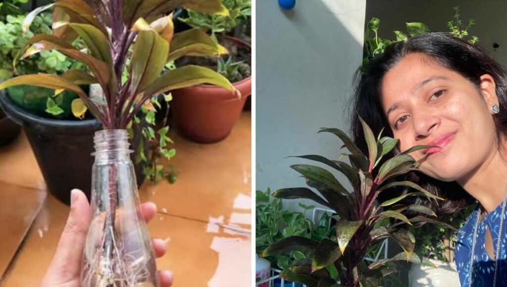 how to grow dracena plant by Sumita Singh
