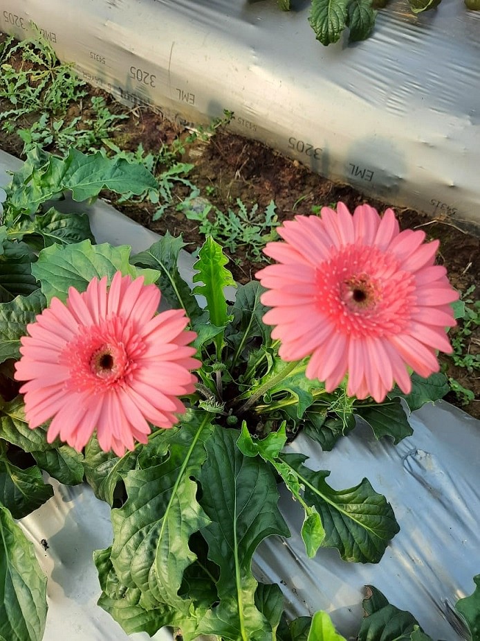 Stress Reliever Plants, How to grow gerbera, All About Green Home