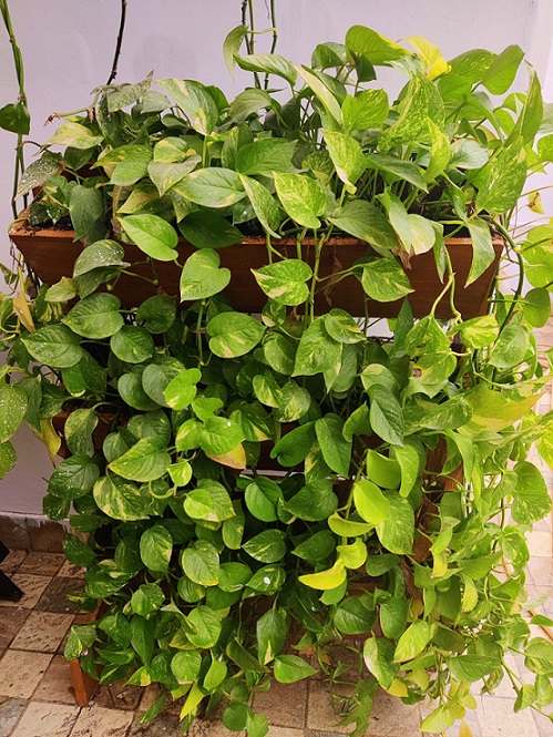 Devil's Ivy plant in Pavneet's home