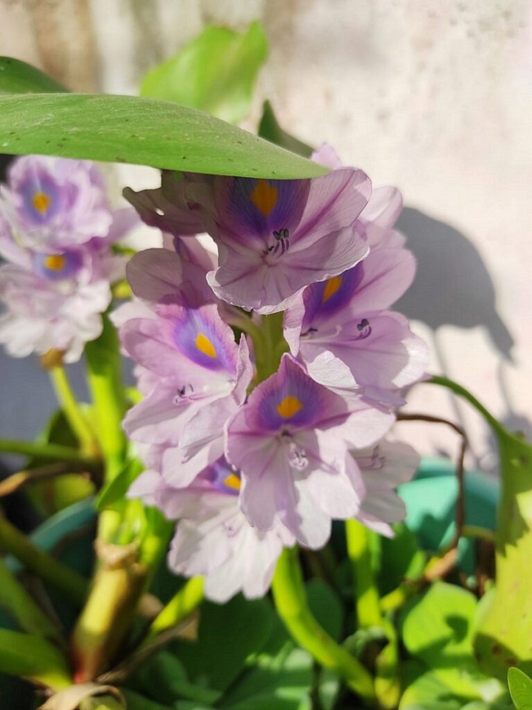 Samundar Sokh flower