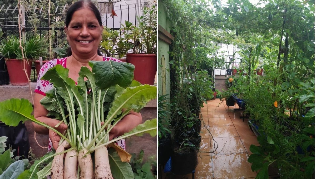 Mohini Gadhiya home terrace gardening