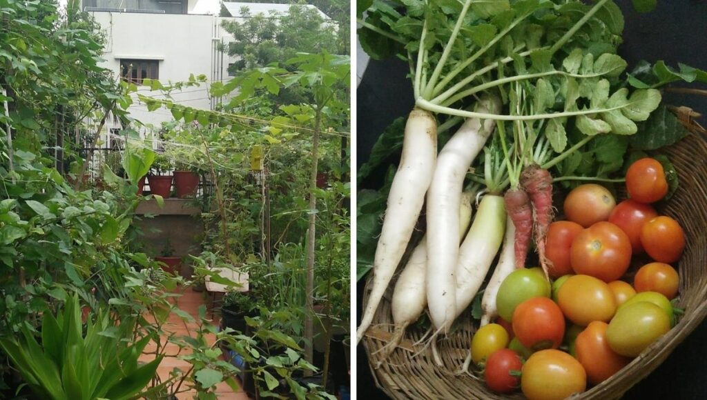 terrace vegetable garden in surat 