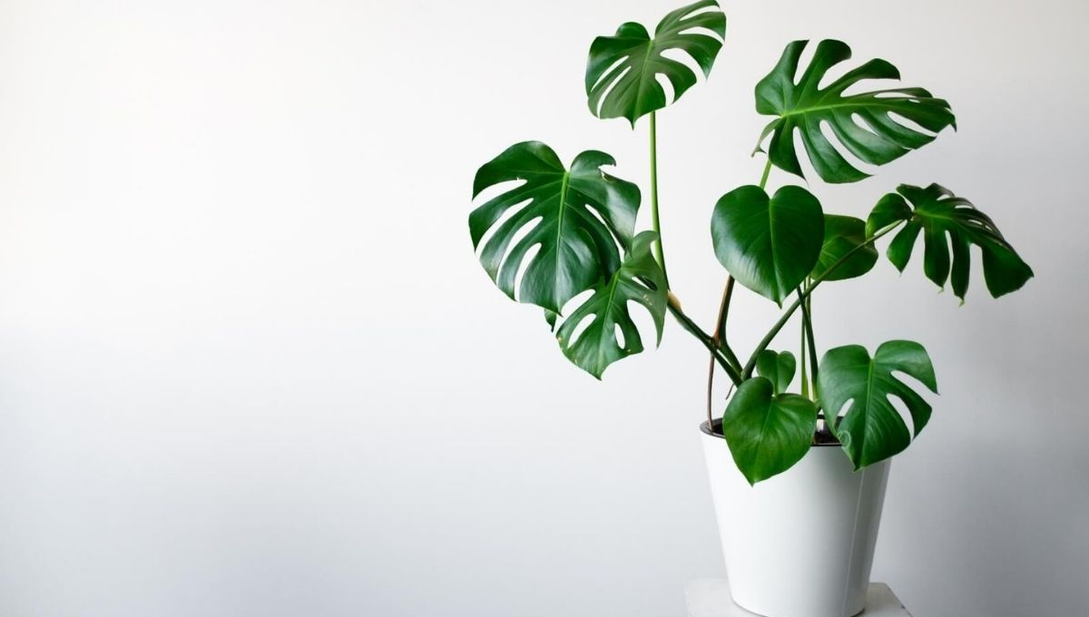 How to grow Monstera from cutting