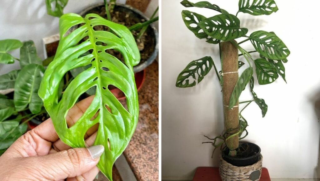 Indoor plant Monstera 