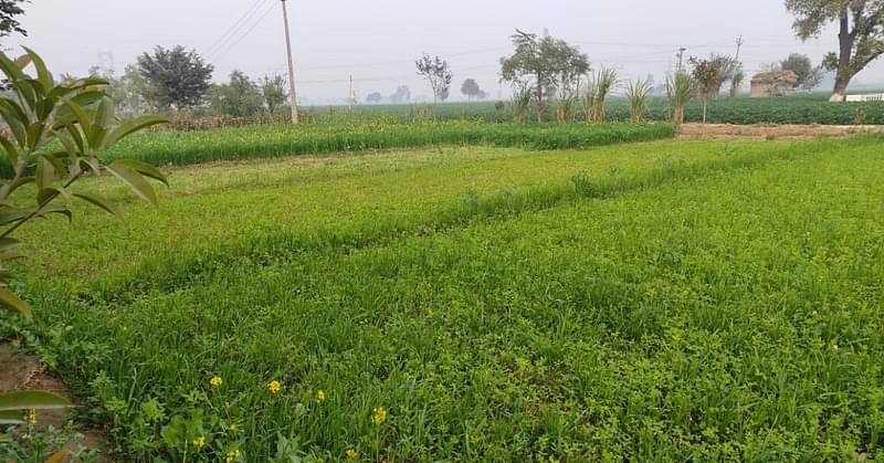 A lush green farm in Punjab