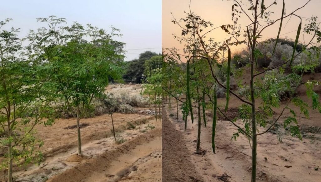 Moringa trees at a rajasthan farm
