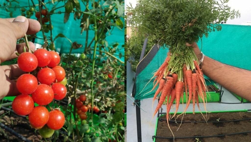 50 types of vegetables can be grown in a portable farming system