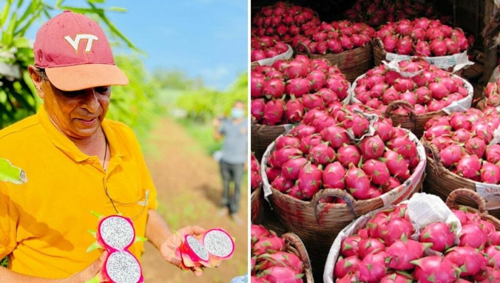 dragon fruit farming and cultivation in india with health benefits