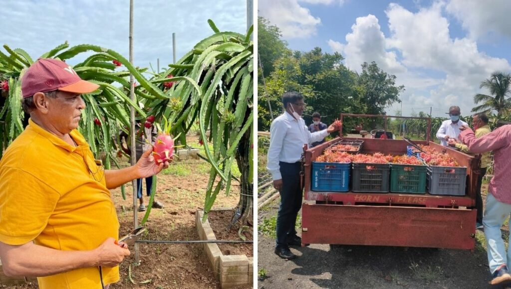 jashwant patel is doing dragon fruit farming