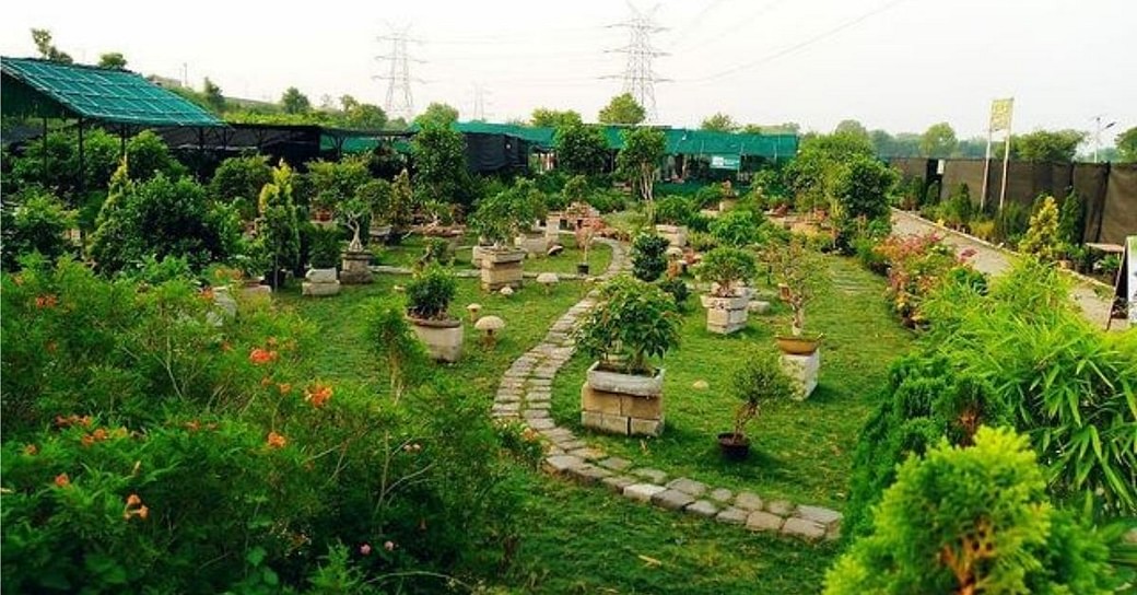 Grow Green Bonsai Nursery In Delhi NCR