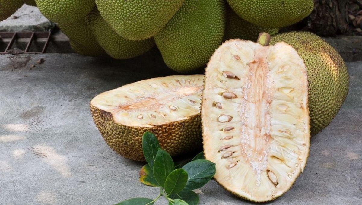 health benefits of Jackfruit, Diabetes, heart disease
