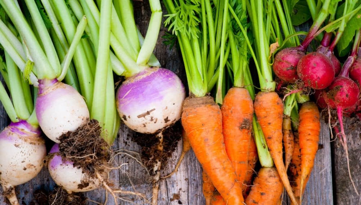 how to grow roots vegetables