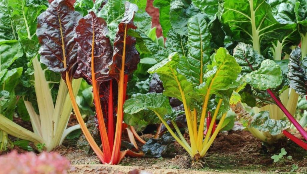 grow roots vegetables in winter
