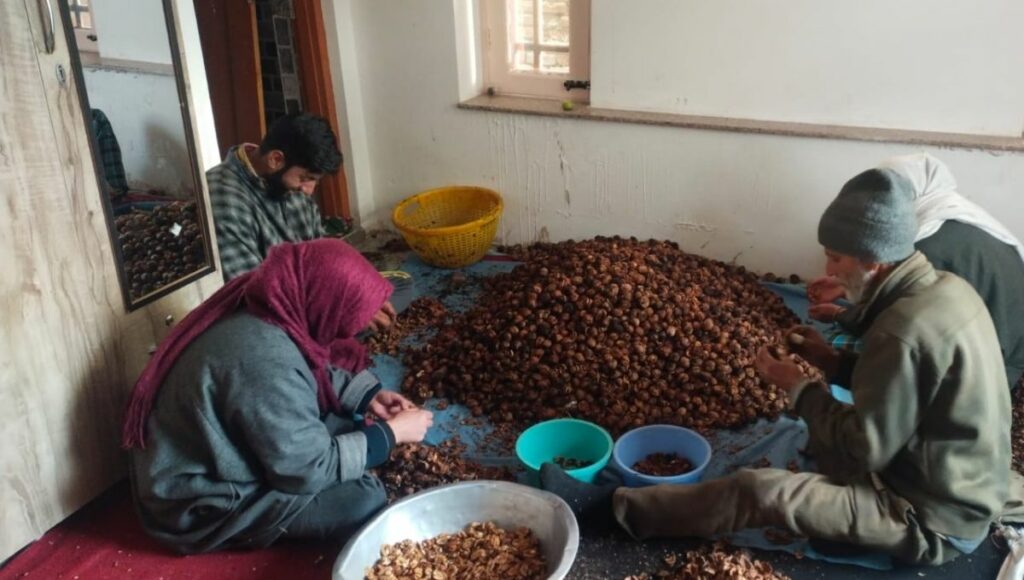 a kashmiri family processing their walnuts  