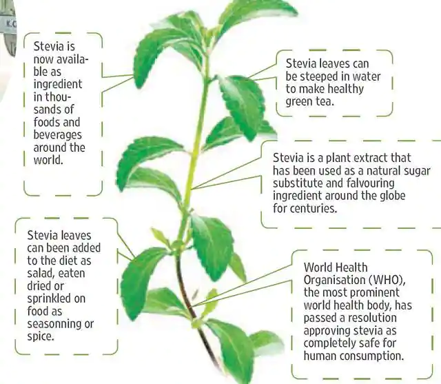 Benefits of Stevia