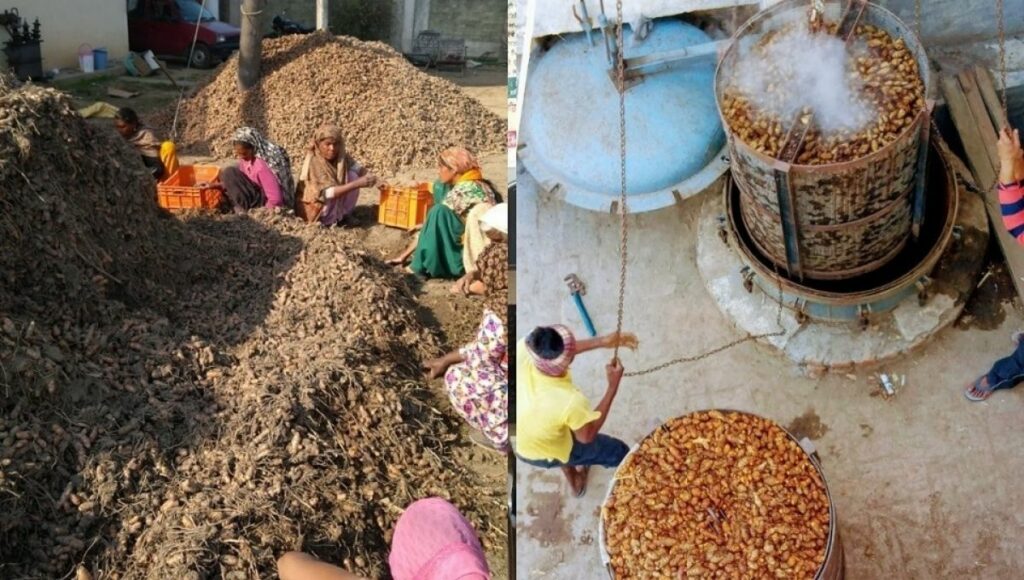 Yadwinder's Haldi Processing Unit in Amritsar for turmeric farming business plan