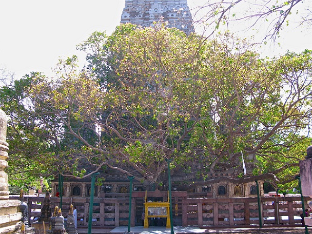 Bodhi Tree in Bodh Gaya