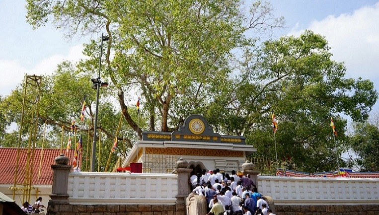 Bodhi tree of Anuradhapura, Sri Lanka