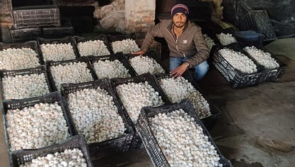Haryana Mushroom Farmer Vikash Verma