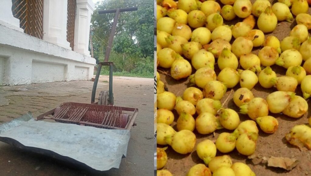 A device to collect Mahua flowers from ground