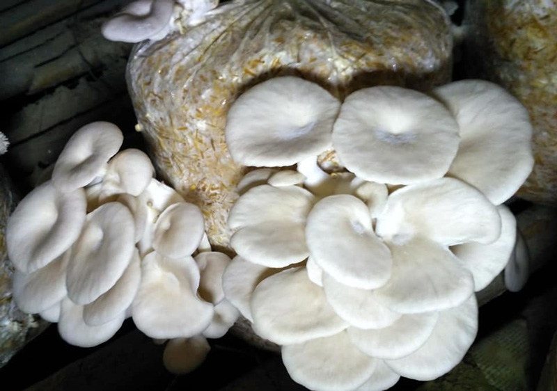 Mushrooms grown by Pushpa Jha