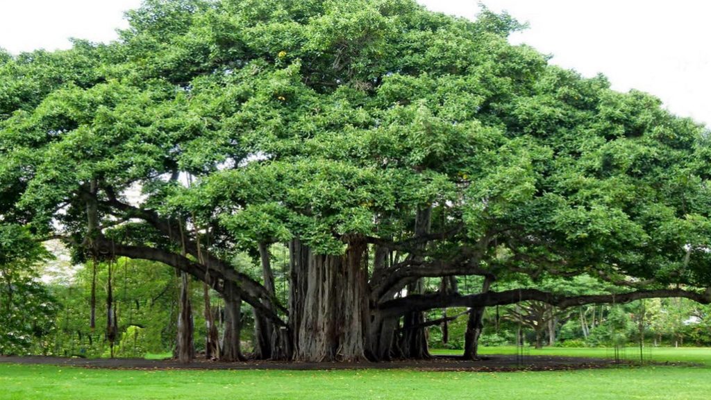 Thimmamma Marrimanu Banyan Tree