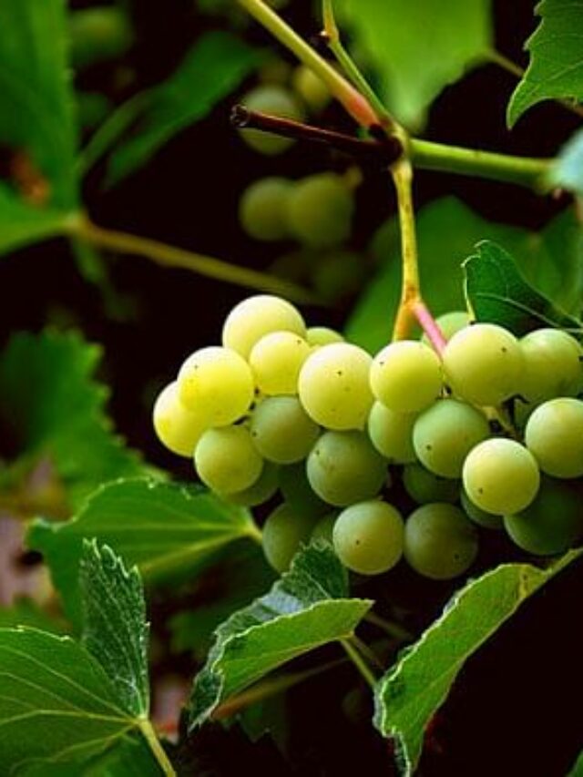 cropped-grapes-how-to-grow-1643110753-1643110790.jpg