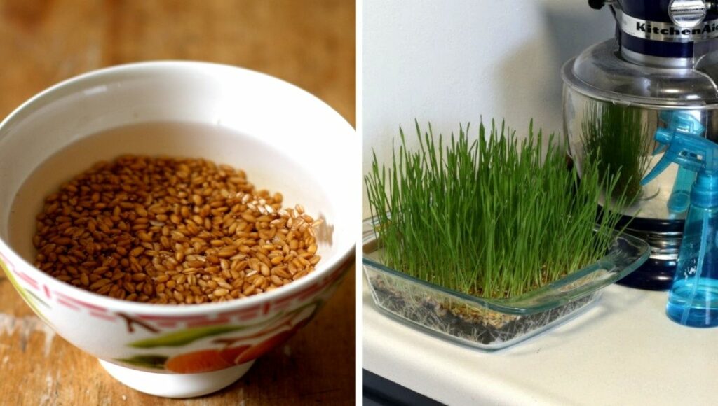 Growing wheat grass at home 