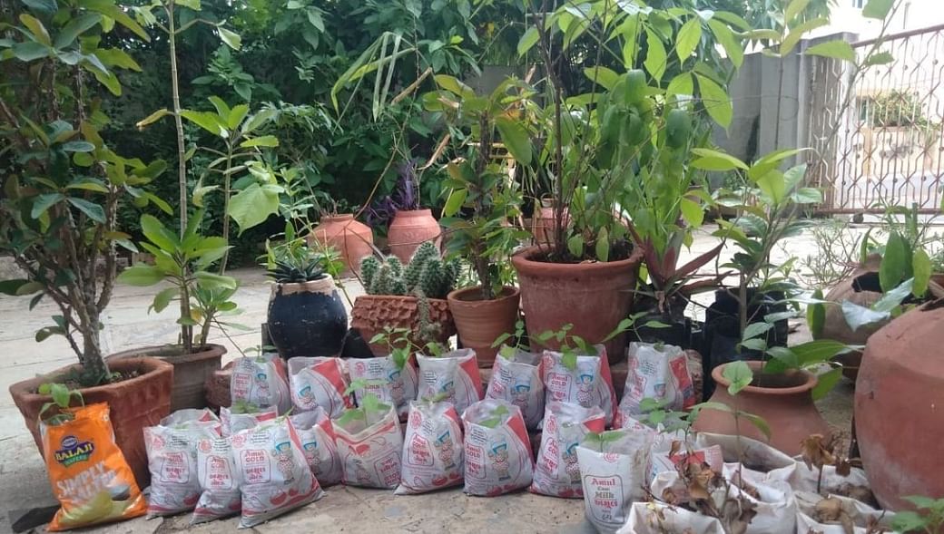 Butterfly Garden In Rajkot Butterfly Garden In Rajkot