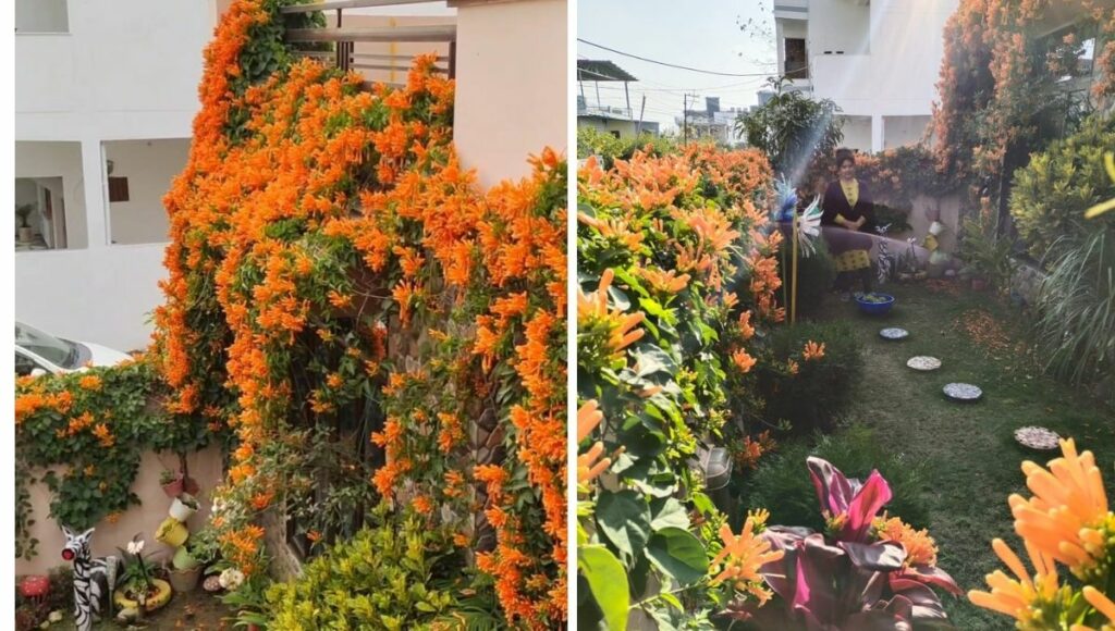 home garden of Poonam Arora with lots of flowers