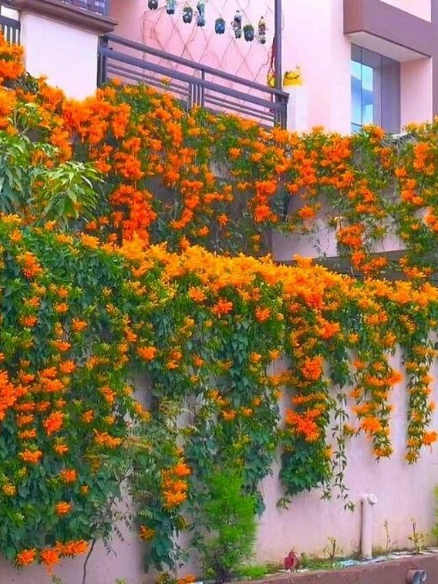 flower garden house in dehradun