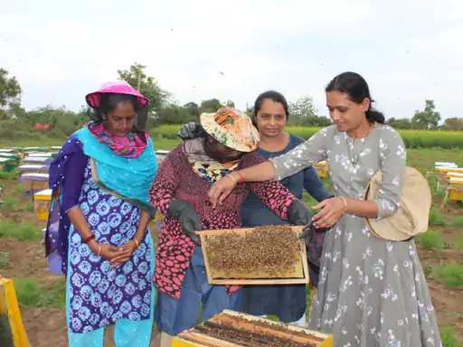 Organic Beekeeping in Gujarat