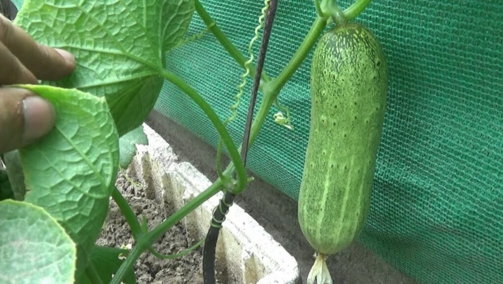 grow cucumber 