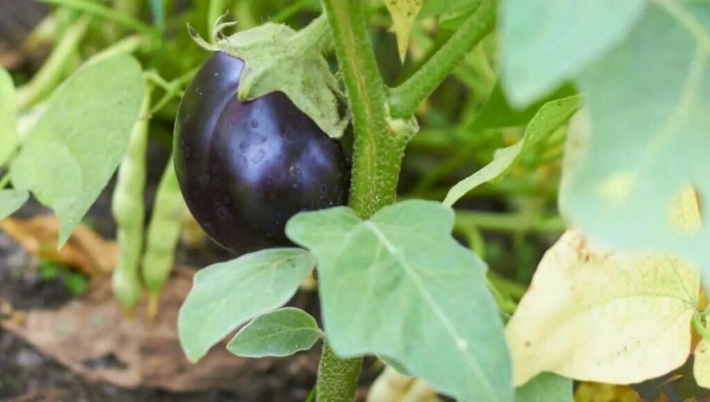 brinjal to grow in february 