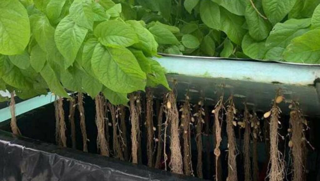 aeroponic potato farming 