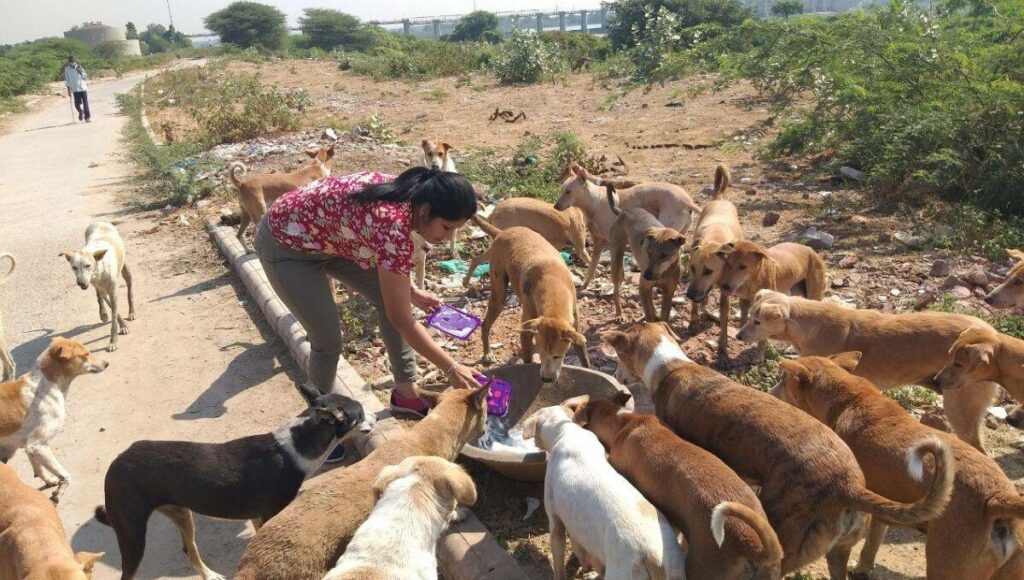 animal lover feeding stray dogs