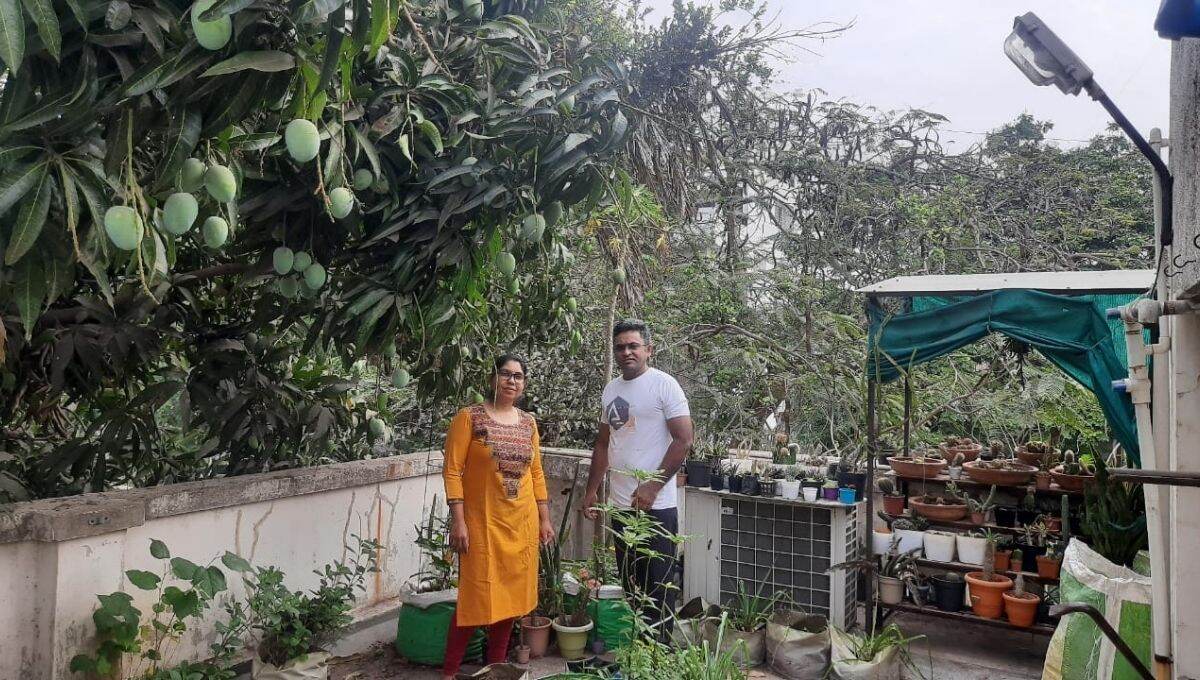 Dr. jigna Shah Home Terrace Garden