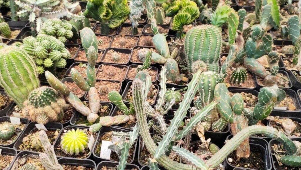 couple growing cactus varieties in garden 