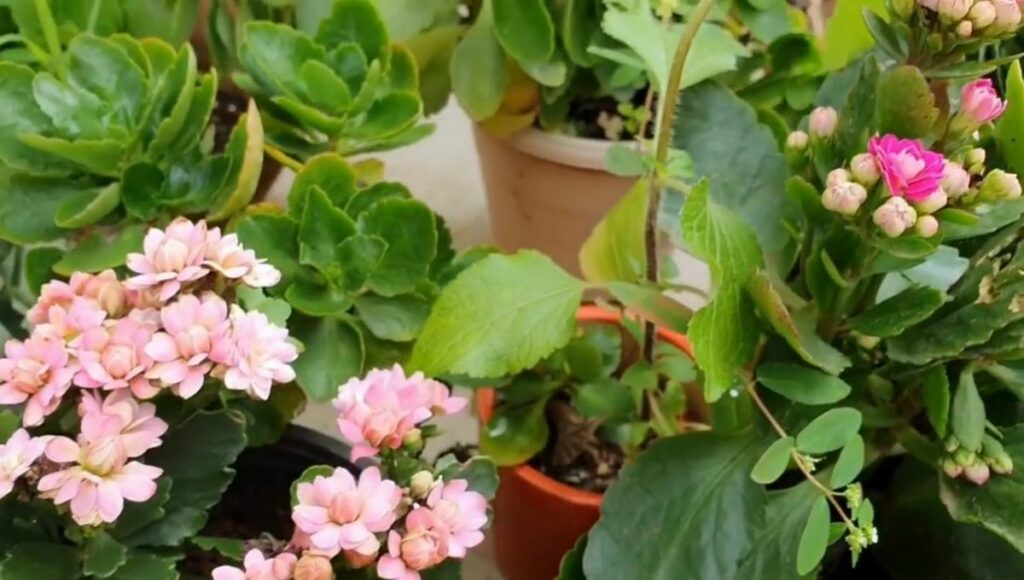Pink Kalanchoe flowers & plant