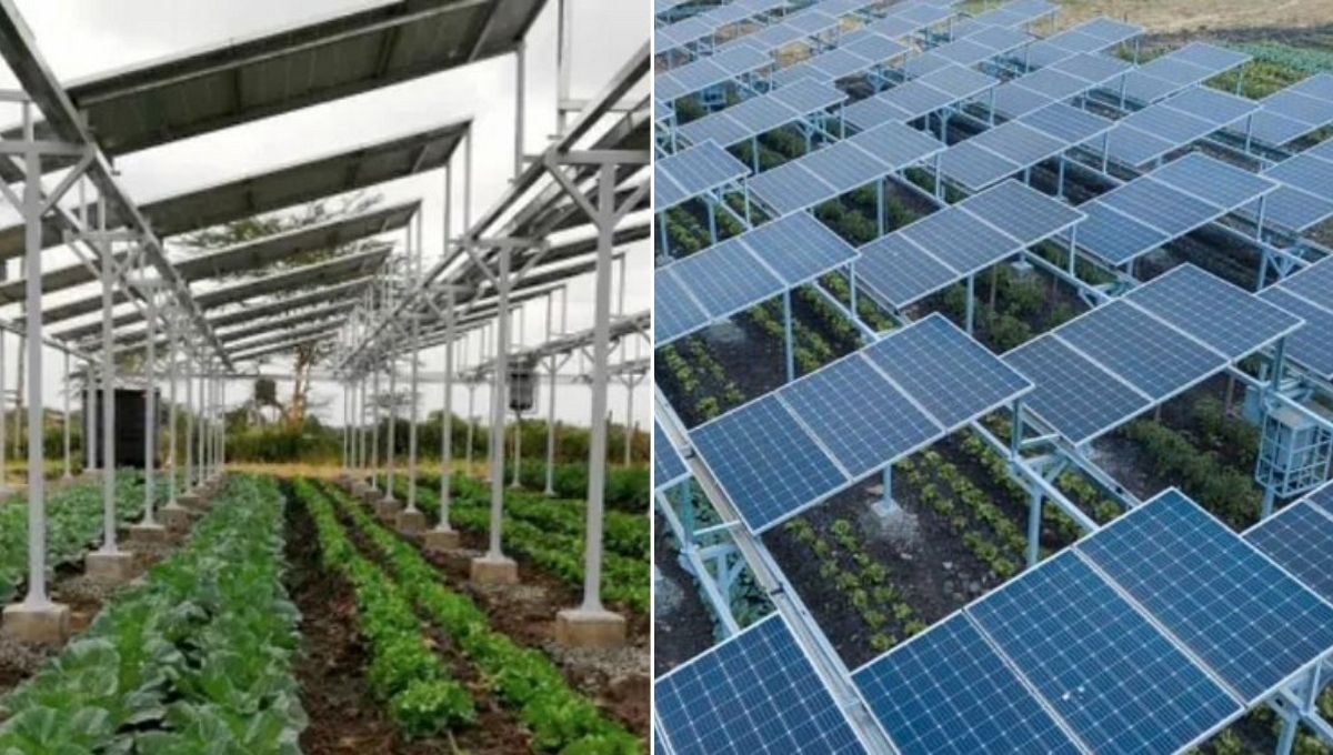 Agrivoltaics Technique : Farming Under Solar Penals