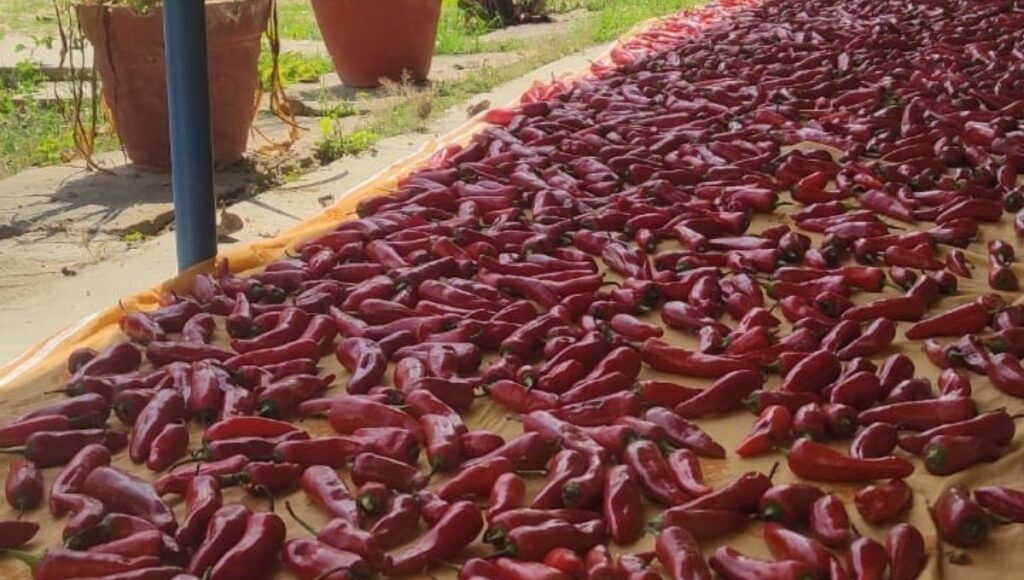process of drying Red Chilly for pickles