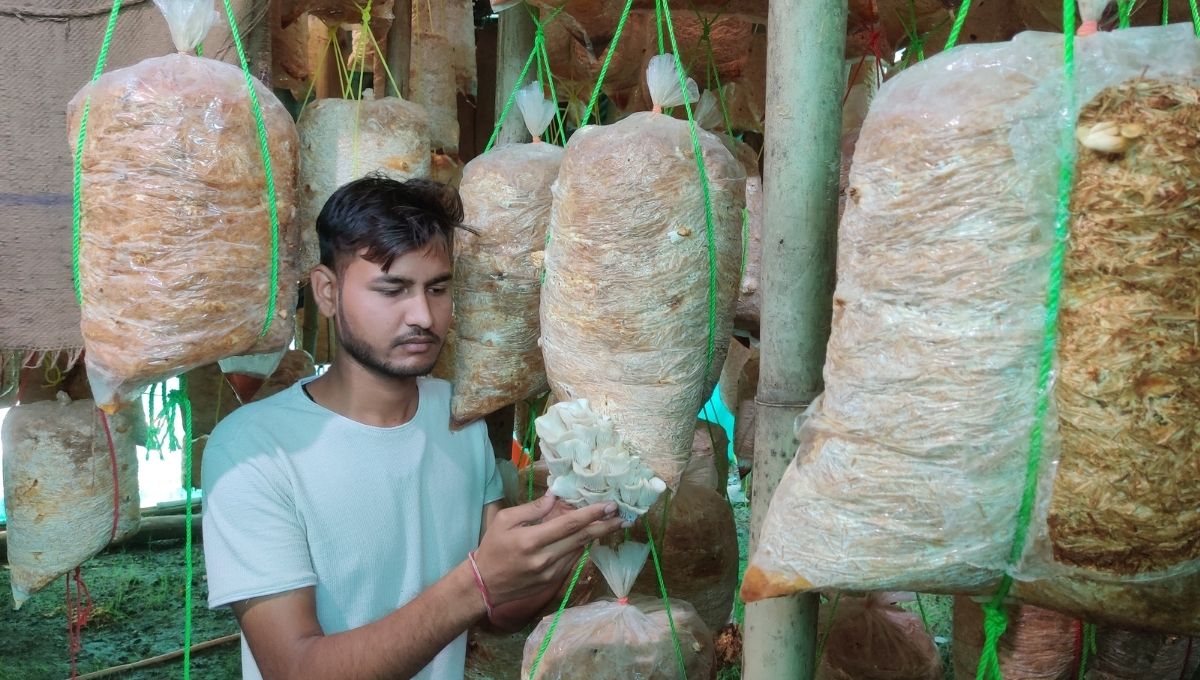 Yashraj Sahu from Kota, Rajasthan Growing Oyster Mushroom without soil