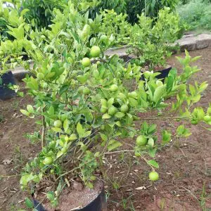 grow lemon tree in a pot