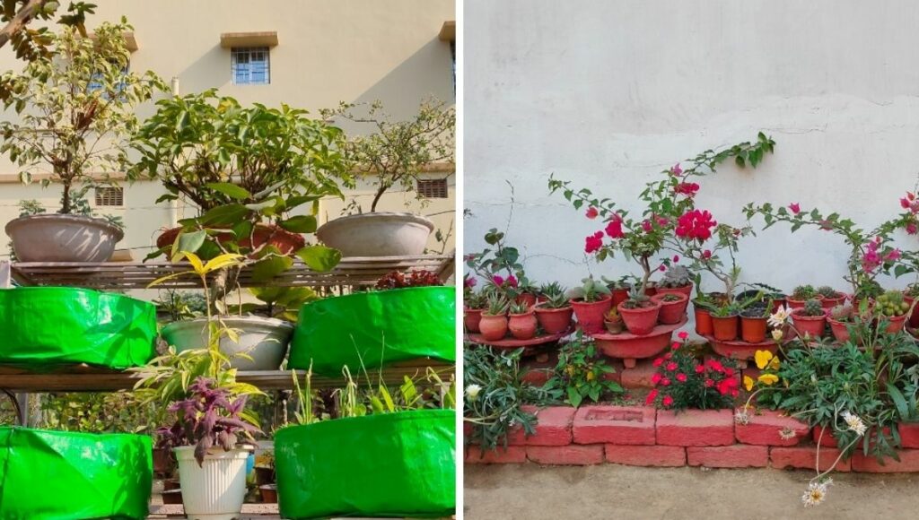 Reshma Ranjan's Garden eaning from youtube channel prakriti garden