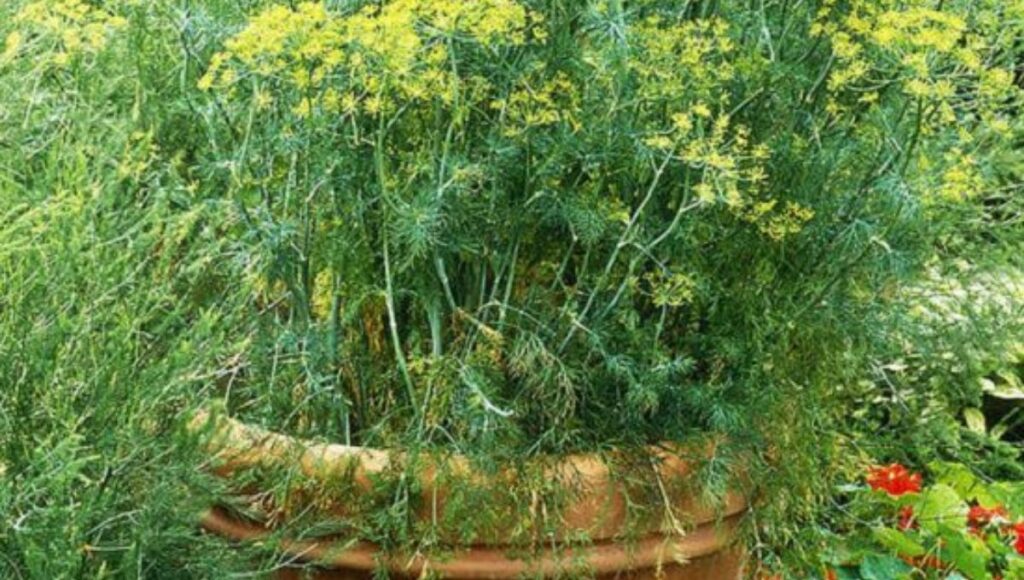 fennel seed plant in pot 